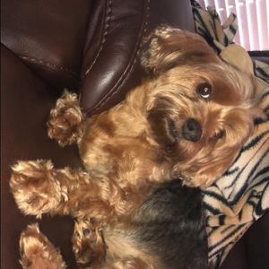 Meet your Posher, Cara